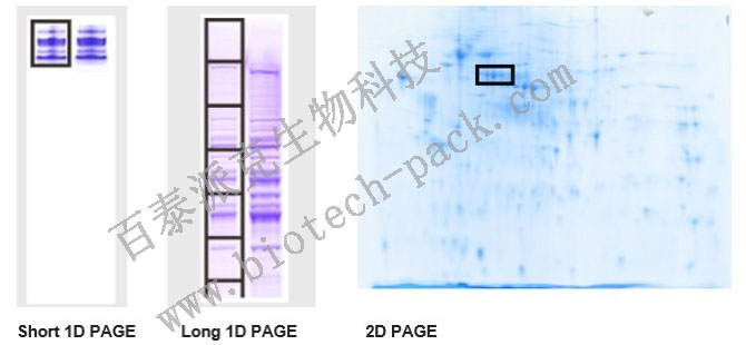 基于SDS-PAGE的蛋白分离