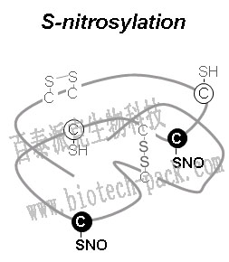S-亚硝基化分析