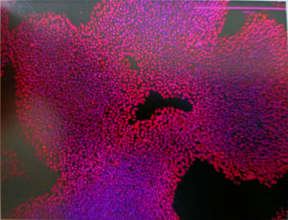 Gibco CTS Essential 8培养基