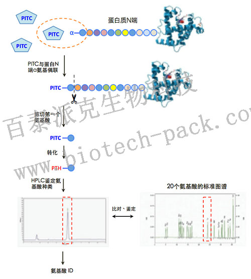 基于Edman降解的蛋白质N端测序