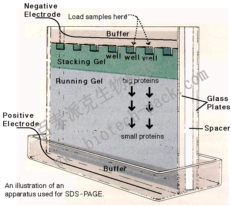 1D SDS-PAGE和IEF服务