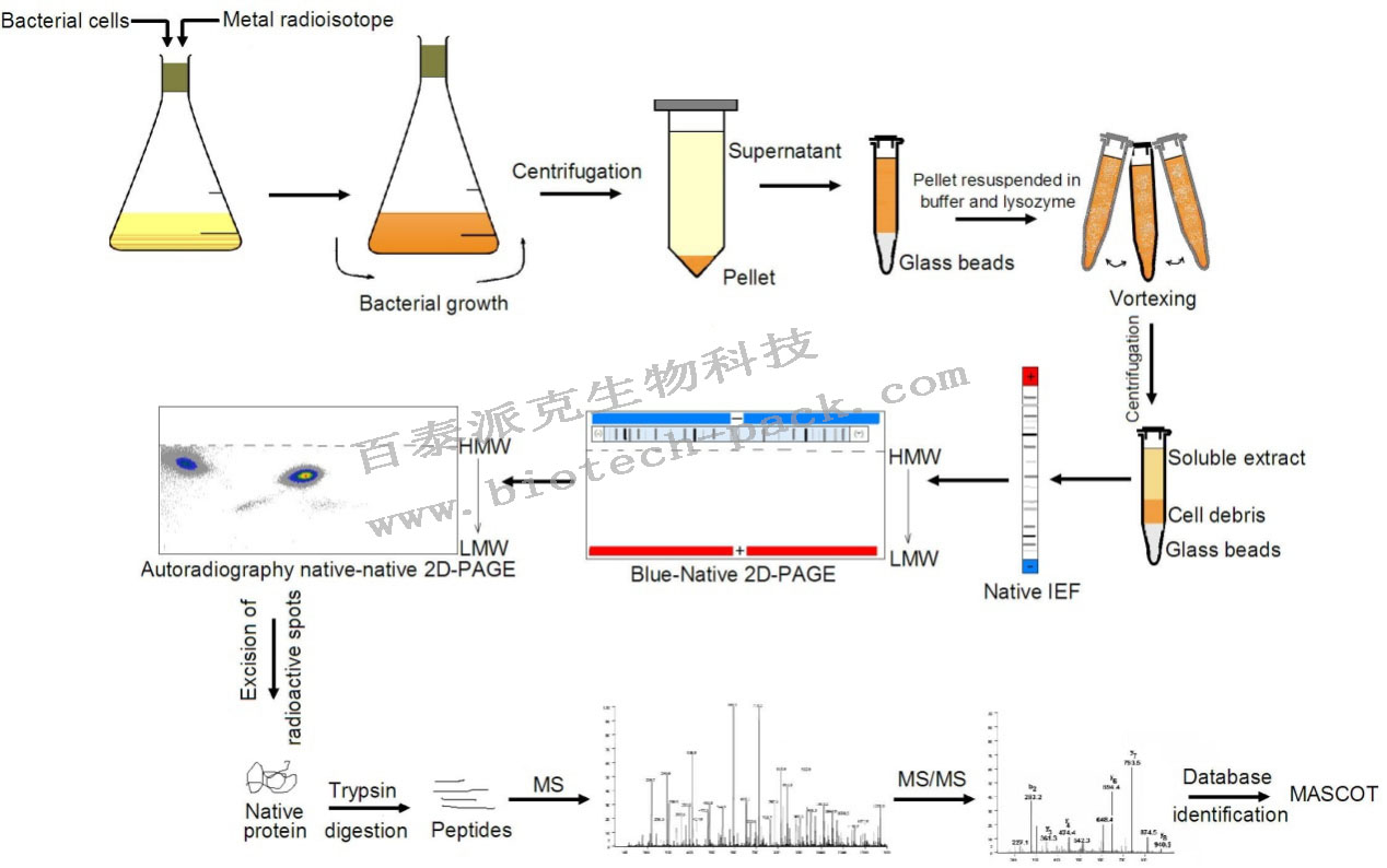 2D Blue Native/SDS-PAGE复合物分析服务