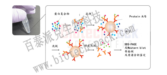 CO-IP免疫共沉淀法蛋白互作分析