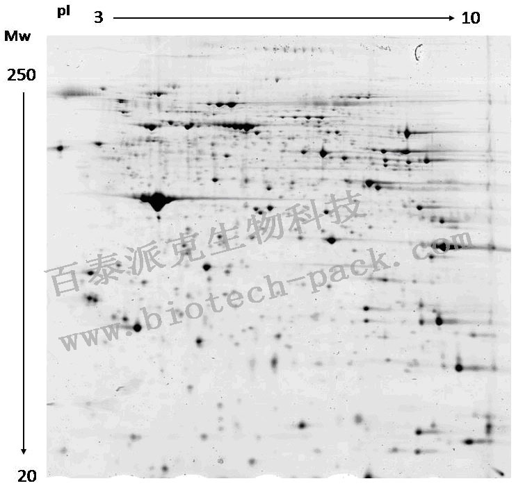 双向电泳图像分析