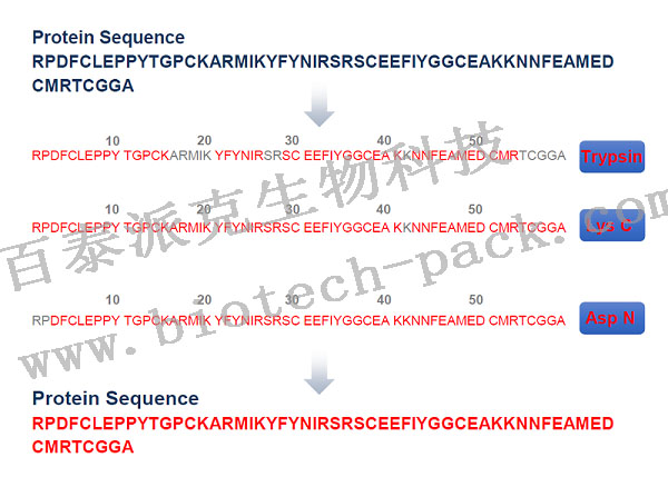 蛋白全序列测定