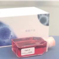 非洲绿猴肾细胞