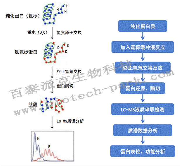 氢氘交换质谱HDX MS