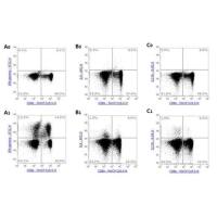 human/mouse Th1/Th2/Th17/Treg 检测试剂盒