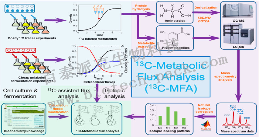 代谢通量分析服务
