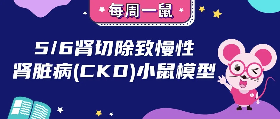 5/6肾切除致慢性肾脏病小鼠模型