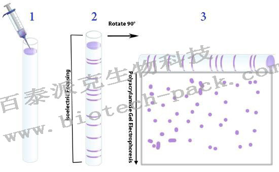 二维凝胶电泳服务