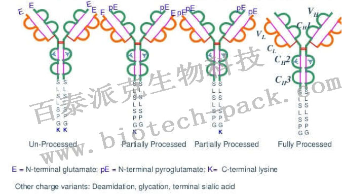 抗体C端K缺失比例分析