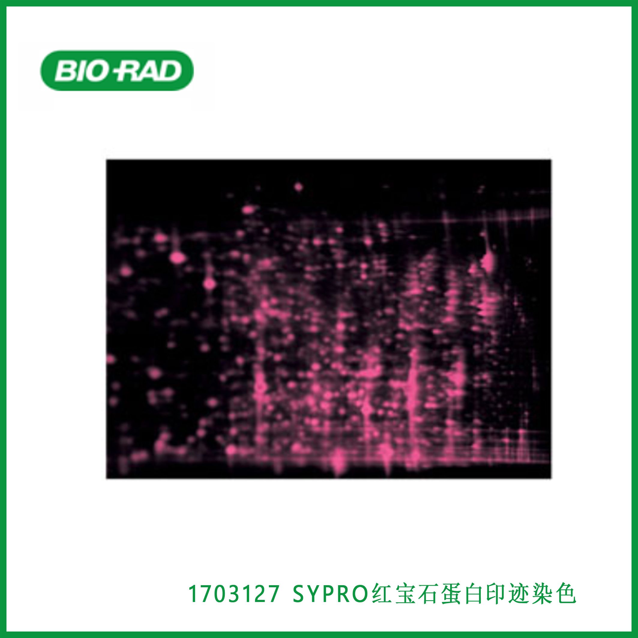 伯乐Bio-Rad1703127SYPRO Ruby Protein Blot Stain，SYPRO红宝石蛋白印迹染色,现货