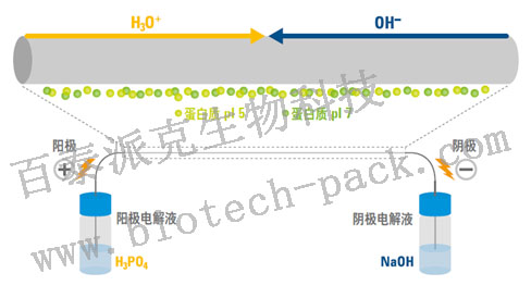 蛋白质等电点测定