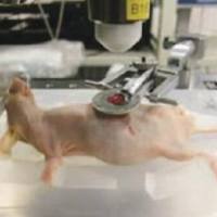 小鼠组织固定器，大小鼠器官固定器