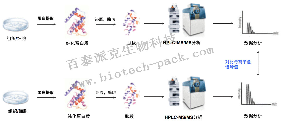 Label Free（非标记）蛋白组分析