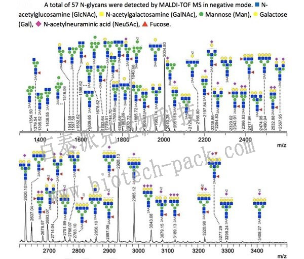 蛋白质糖型分析