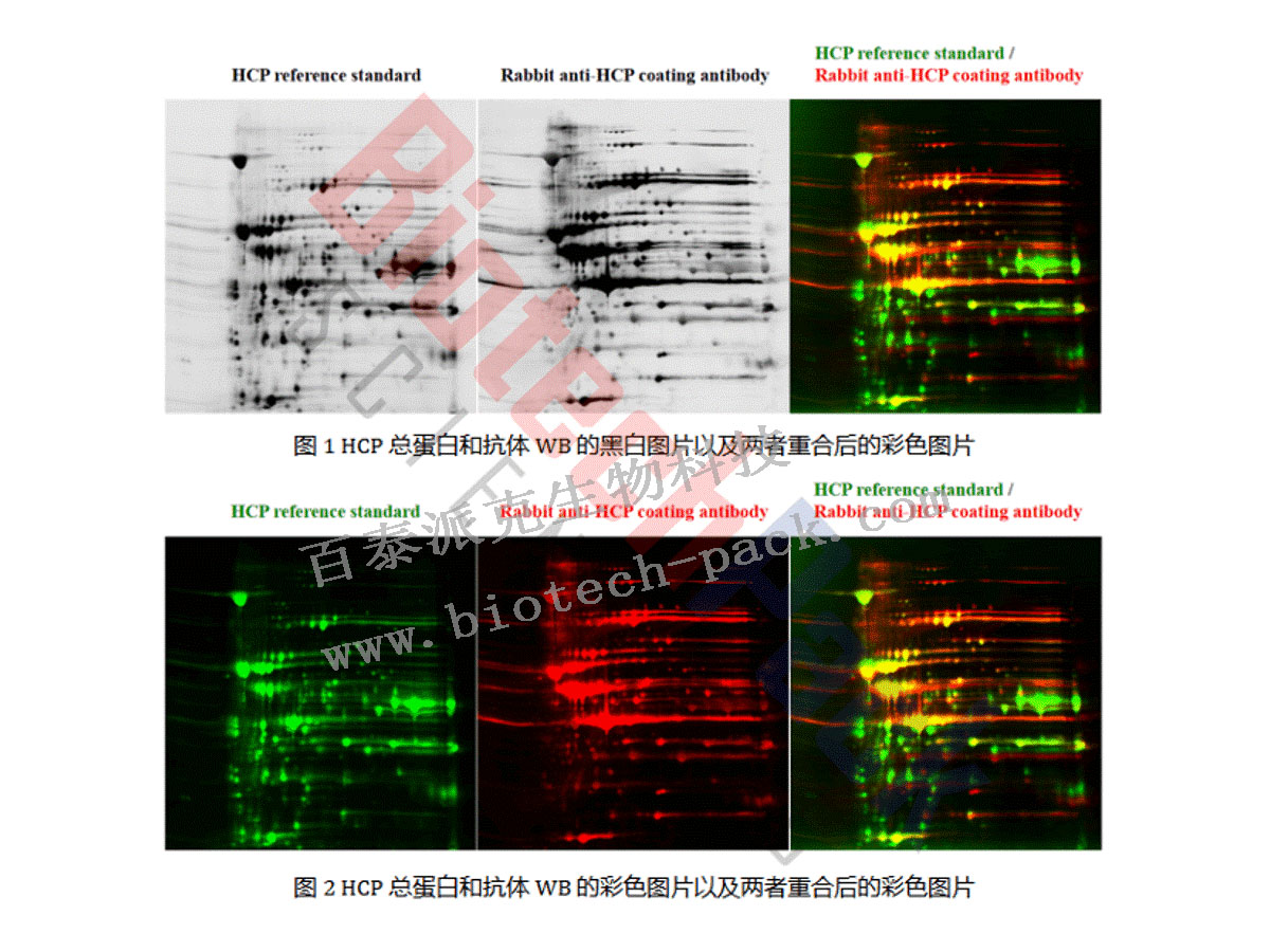 宿主蛋白残留(HCP)分析服务