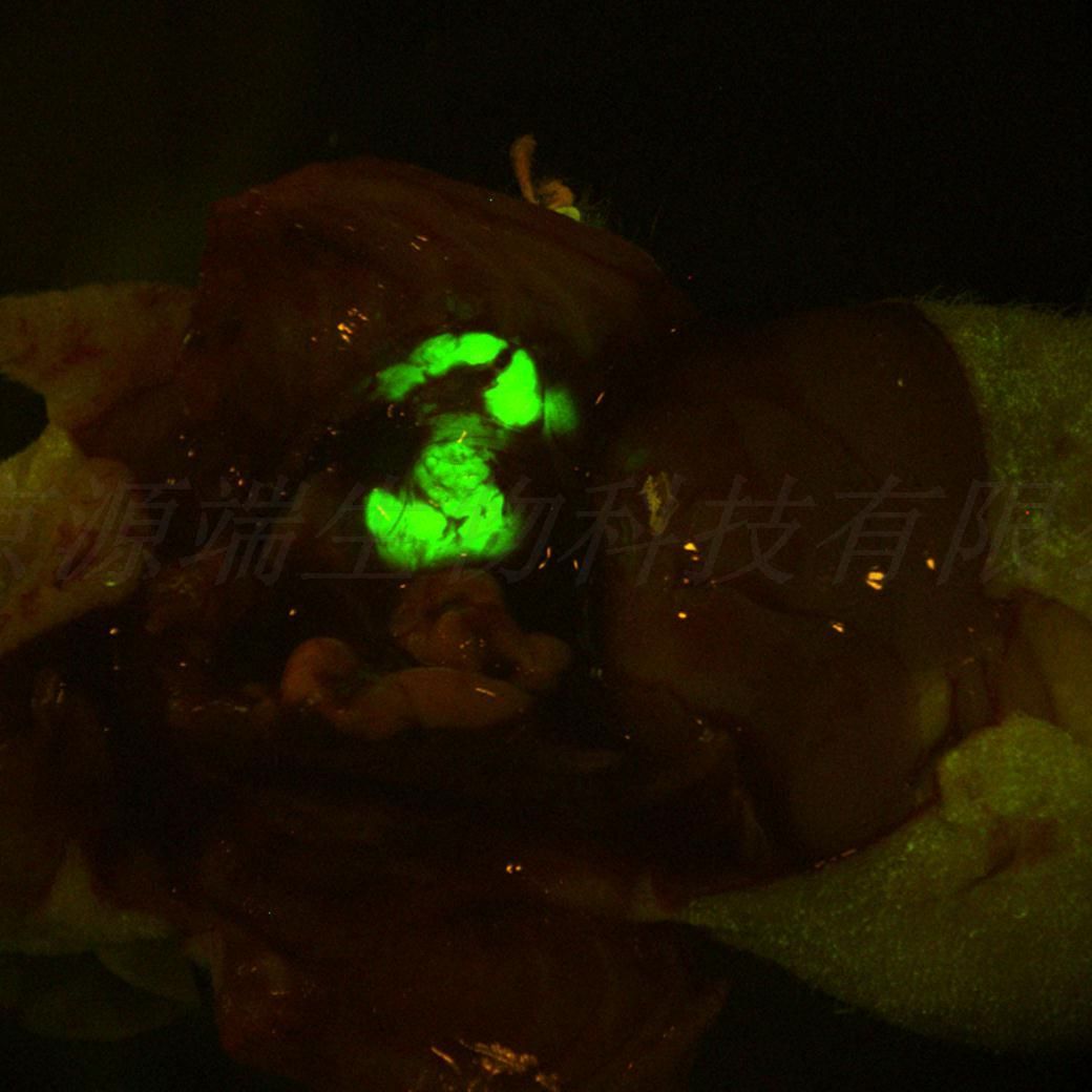 小鼠肺癌细胞LLC-GFP(绿色荧光蛋白标记)