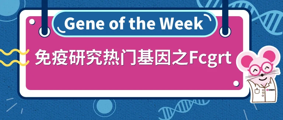 Fcgrt全身性敲除小鼠助力免疫学的研究