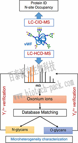 糖基化位点及该位点糖型分析