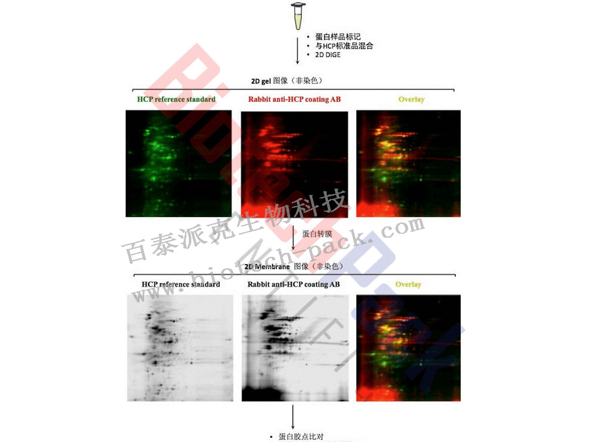 宿主蛋白残留(HCP)分析服务