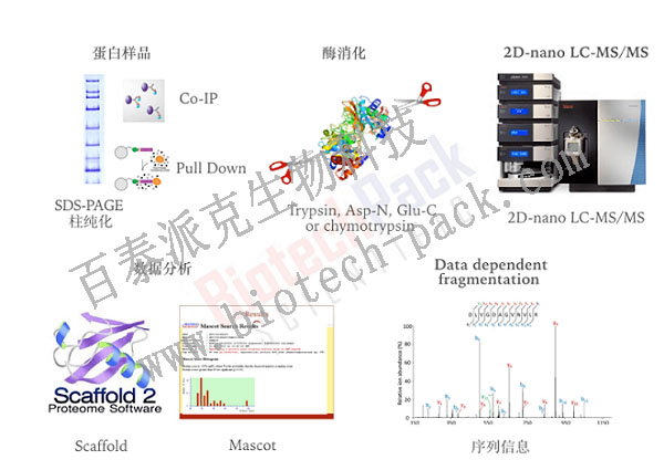 蛋白胶点、胶条、IP样品蛋白质鉴定