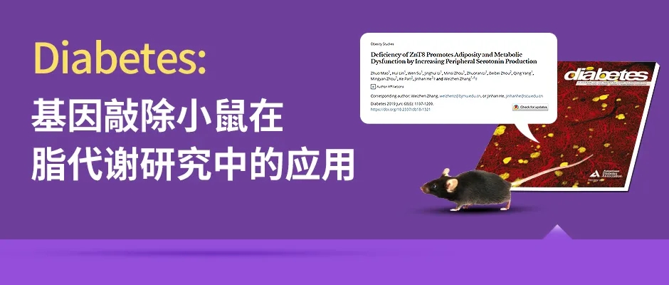 ZnT8基因敲除小鼠助力脂代谢研究
