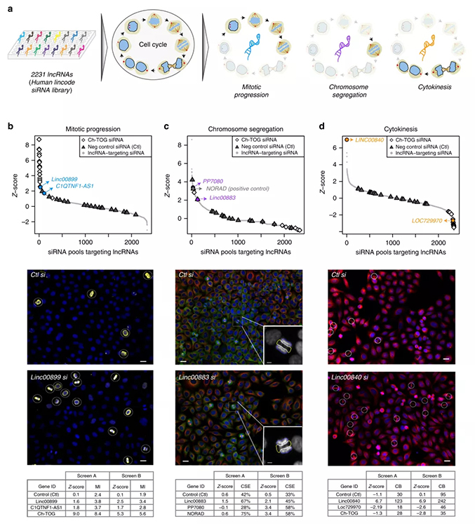 Nature子刊丨高内涵RNAi筛选揭示lncRNAs在细胞分裂中的多种作用