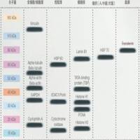 Invitrogen“通用”抗体