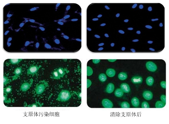 有支原体污染的细胞样品可以观察到细胞核周围微粒状或丝状蓝色荧光