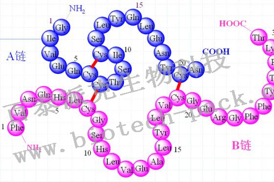 蛋白质一级结构的测定