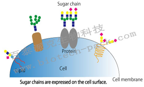多糖的分析方法和过程