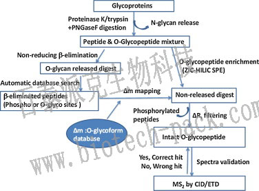 O-糖基化位点分析