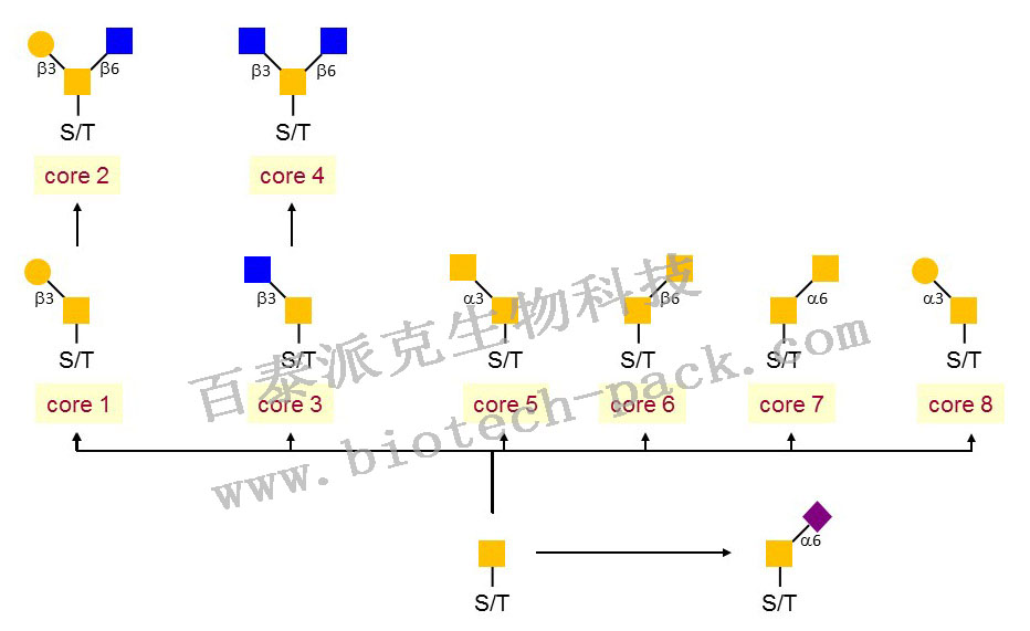 O糖修饰及修饰位点分析服务