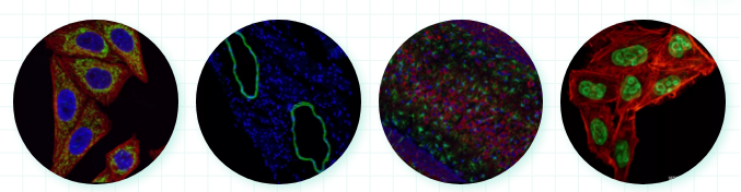 免疫荧光（IF）这么做，实验数据更出彩！