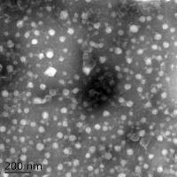 外泌体提取鉴定及相关实验
