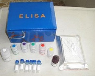 人食欲素受体(OXR)ELISA试剂盒