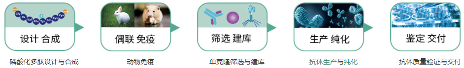 磷酸化抗体定制服务内容与流程
