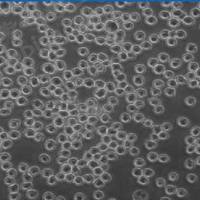 A549/Adr人肺癌阿霉素耐药株