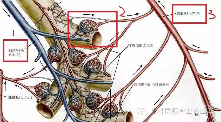 有意思的 肺的血流