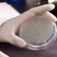 lNVSc1 Chemically Competent Cell