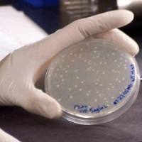 EHA101 感受态细胞