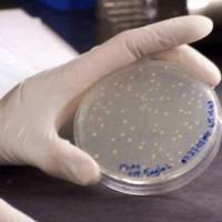 BL21 电转、BL21 电击、BL21 超转