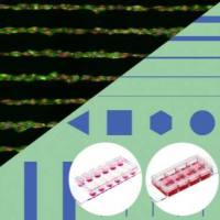 µ-Slides With Test µ-Patterns(带有测试µ图案的载玻片)-货号