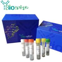 分枝杆菌属通用LAMP试剂盒