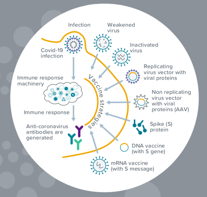 一“图”了解新冠病毒疫苗和治疗方案开发研究