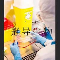 DHL6 Cells;人淋巴瘤扩增细胞|STR鉴定图谱