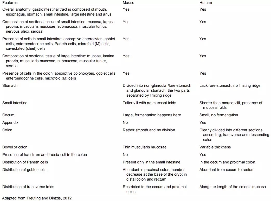 应用无菌小鼠构建肠道微生物人源化小鼠模型
