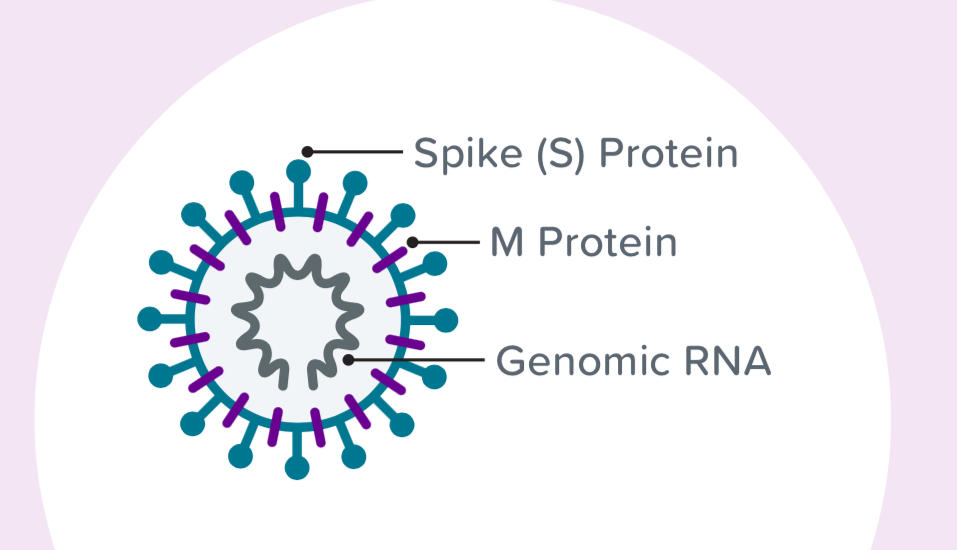 一“图”了解新冠病毒疫苗和治疗方案开发研究